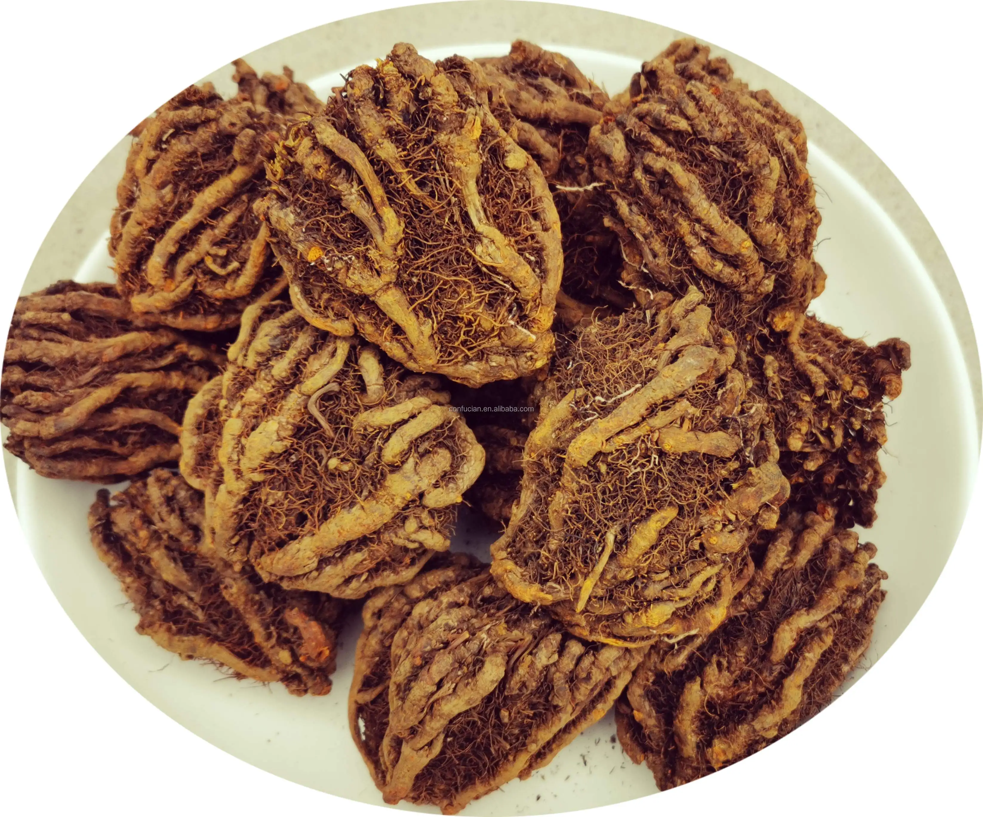 Высококачественный корень Huang Lian/Coptis Chinensis / Rizoma Coptidis
