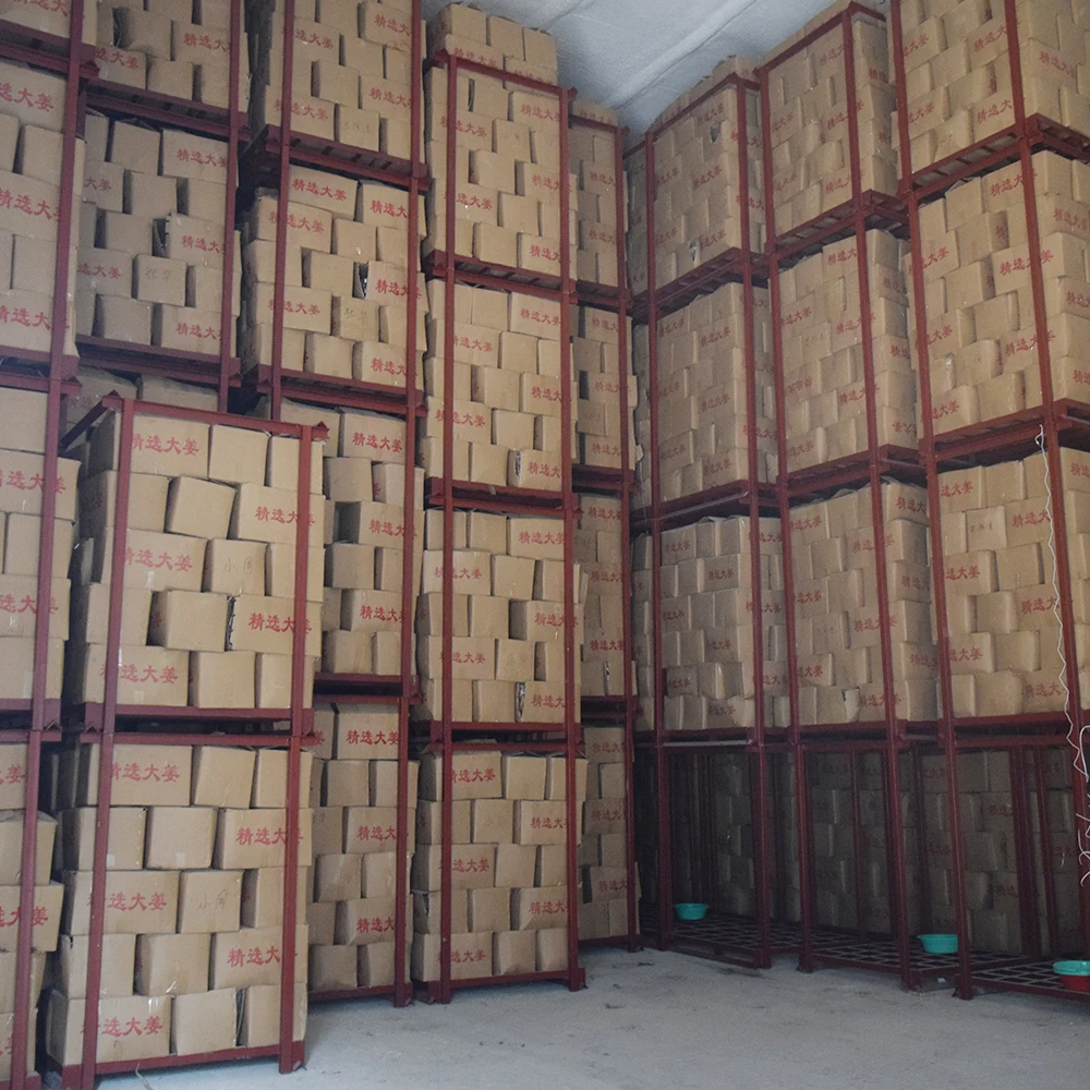 
Wholesale Pure Natural Grown Green Scallions With Competitive Price 