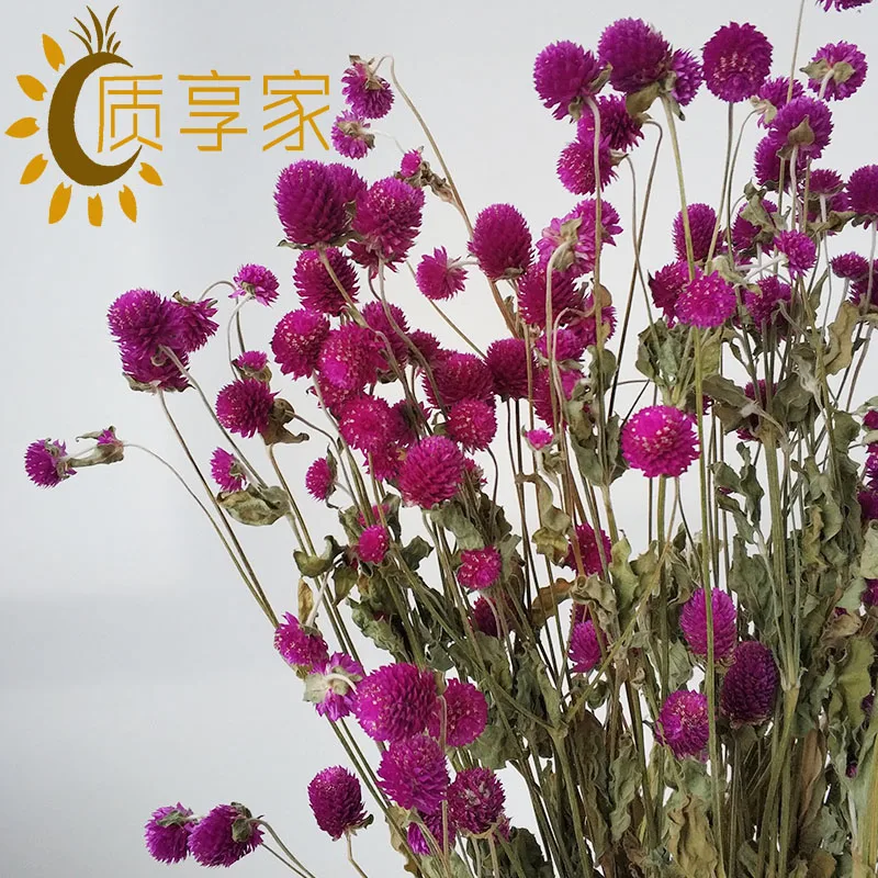 Dried globe amaranth flower gomphrena globosa Gomphrena globosa for Decoration