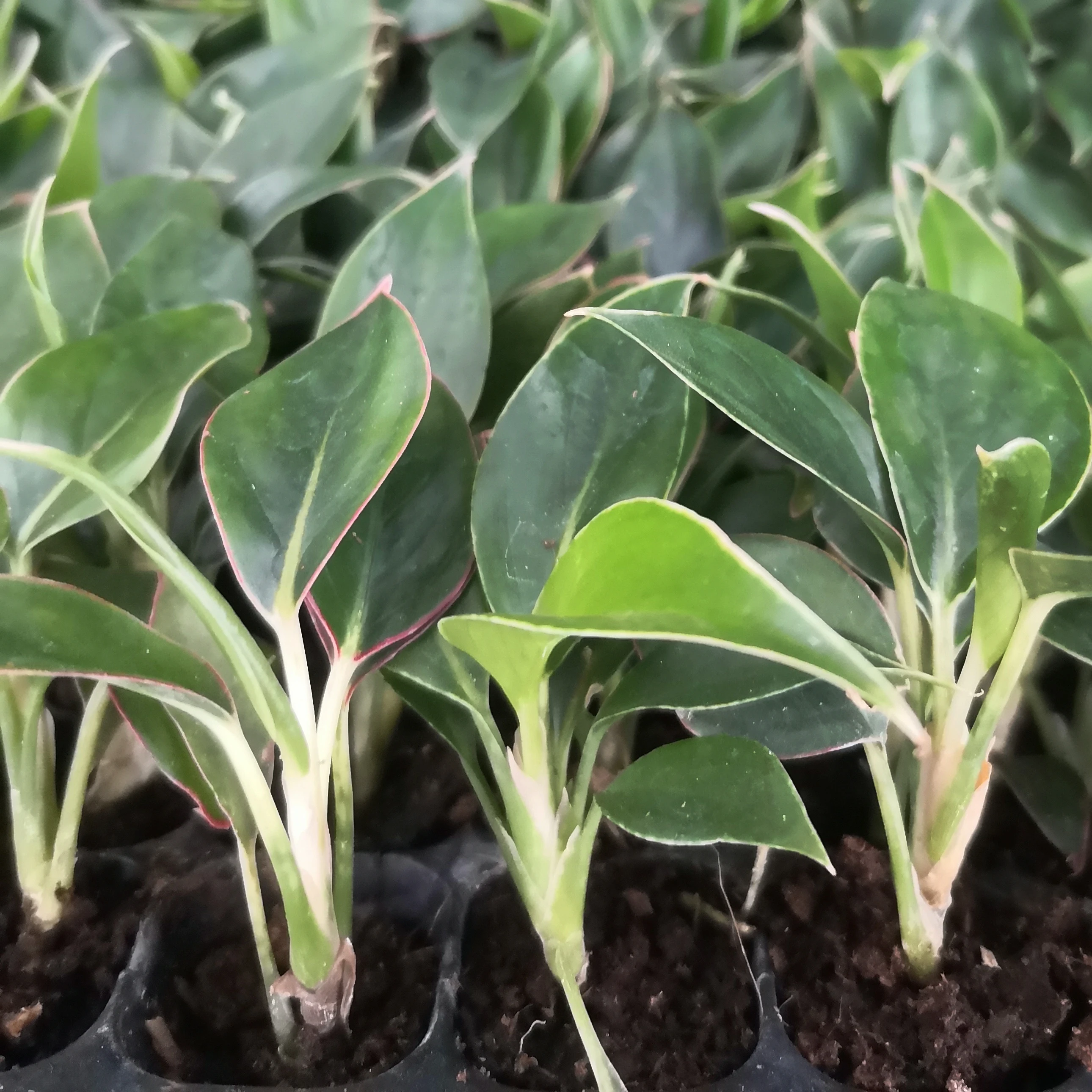 Культура тканей растений рассады сапфир рассада