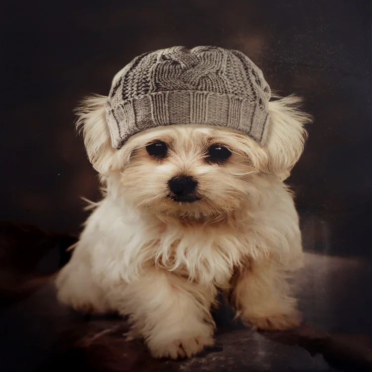 Customized Premium-quality Multi-colour Offset Heat Transfer Sticker for Clothing T-shirts Bags