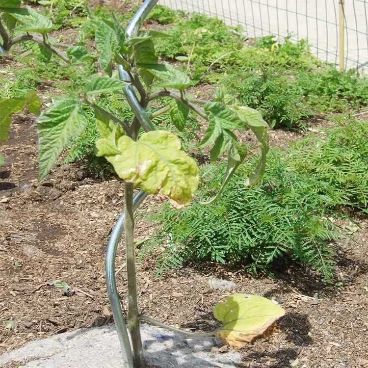 High Quality Garden Plant Trellis Tomato Spiral Support Plant Growing Sprial Stakes Metal Wire Tomato Stake