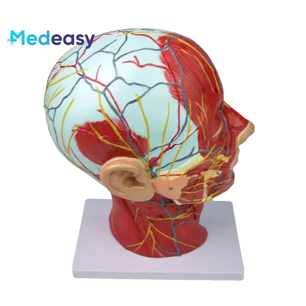 Medical training human head anatomy model, head and neck neurovascular model