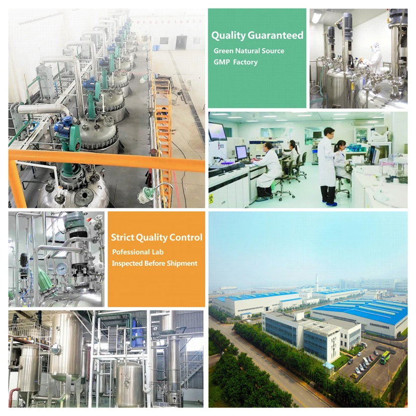 
Wheat Grass Extract Powder Wheat Grass P.E. 