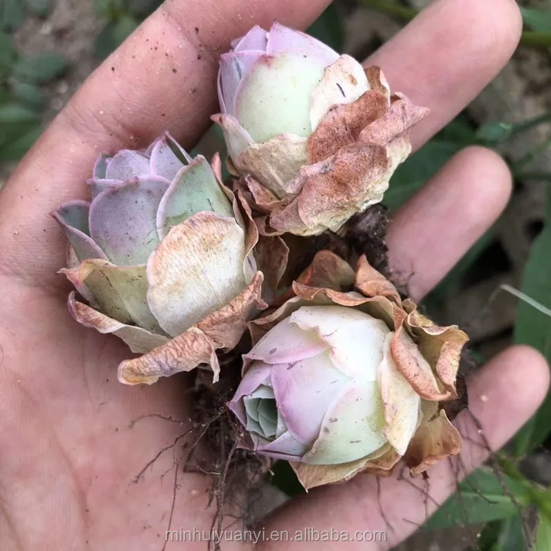 Wholesale of succulent plants Indoor ornamental plants   Greenovia