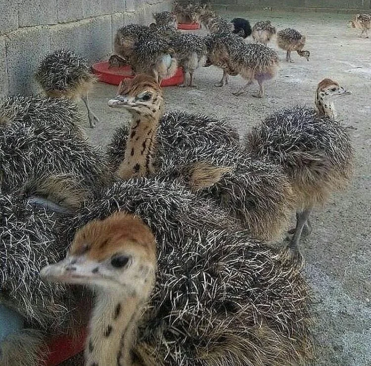 
Healthy Ostrich Chicks /Red and Black neck Ostrich for sale/Live Ostrich Birds For Sale 