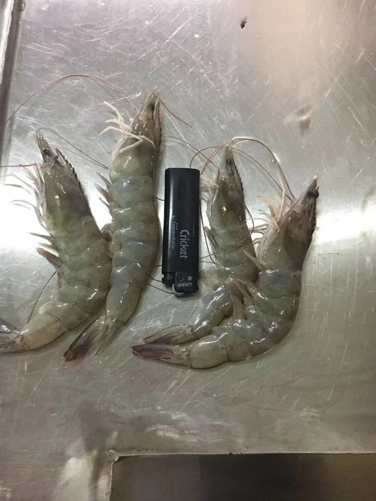 Indonesia Whole sale good quality cheap price Frozen Vannamei White Shrimp