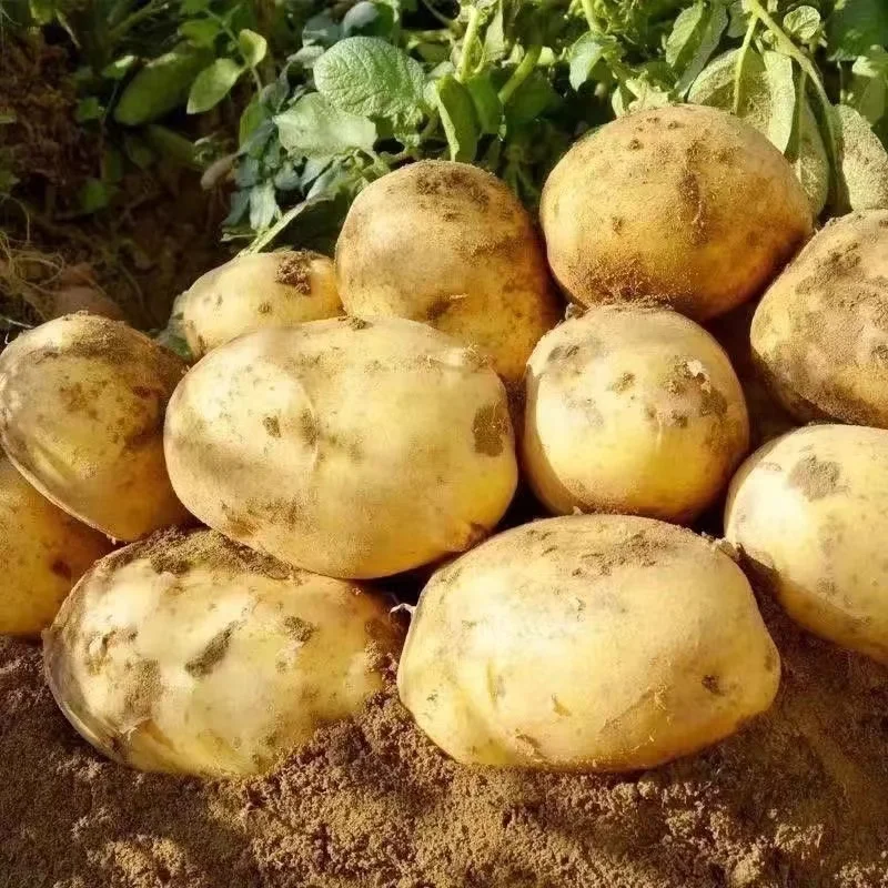 Экспорт картофеля профессиональный экспортер Заводская Цена