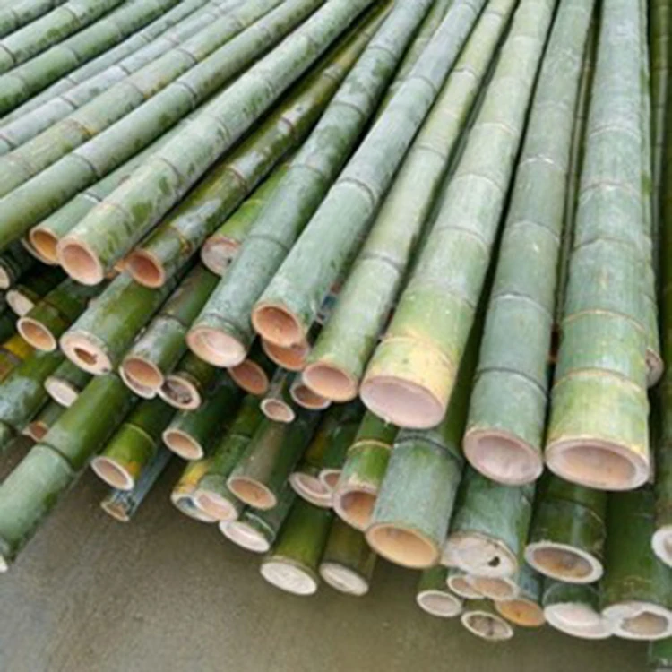 China Manufacturer Healthy Bamboo Seeds Natural Color Bamboo Cane