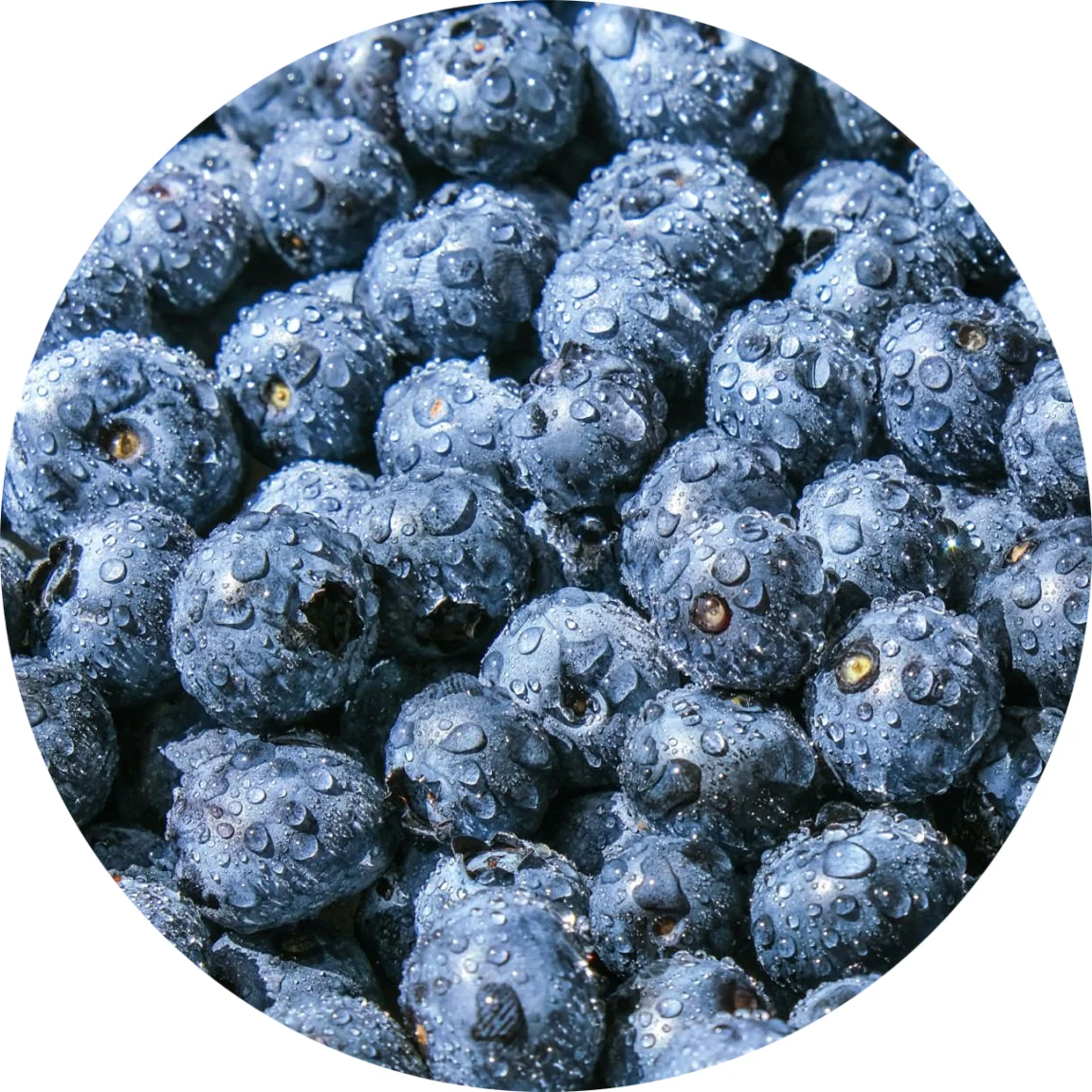 BRC Certified Fruit IQF Whole Frozen Blueberry Bulk Wholesale Price