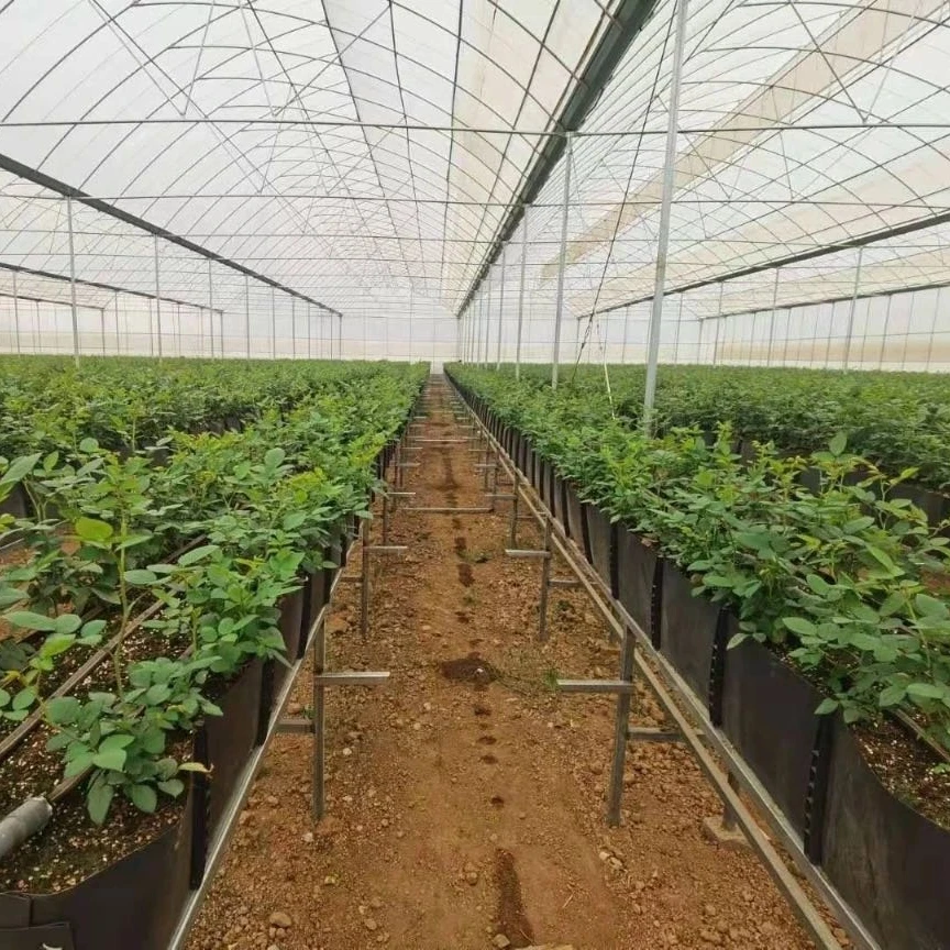 Cocopeat Гидропонные канавки для выращивания роз режущие цветы система растений растущие водосточные