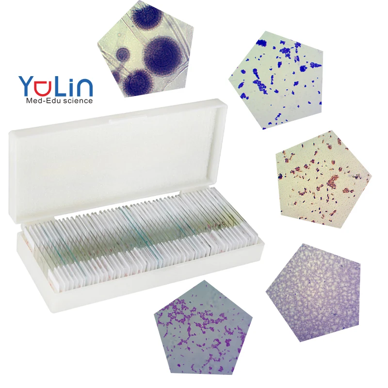 Medical Research Higher Education Biology Teaching Microscope slides Microbiology  mixed slides 50 pieces