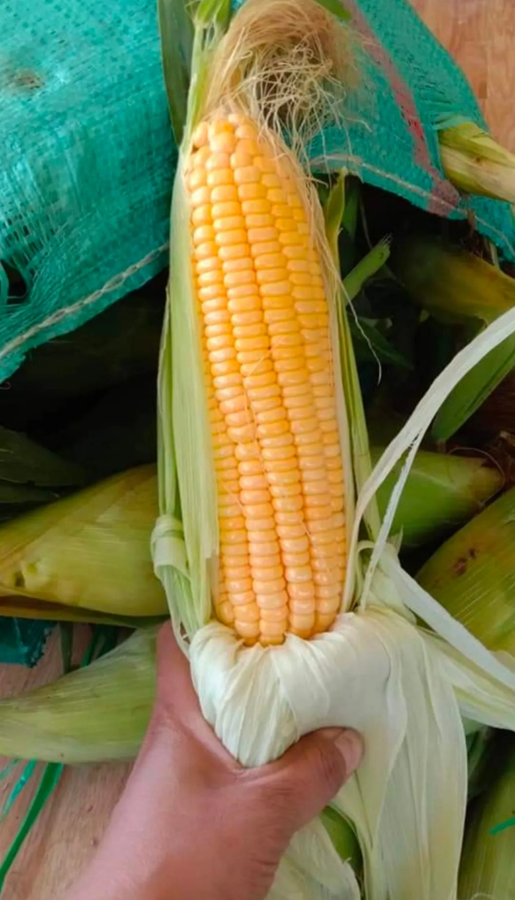 Sweet Mini Corn Cobs Boiling Corn On The Cob With The Best Price