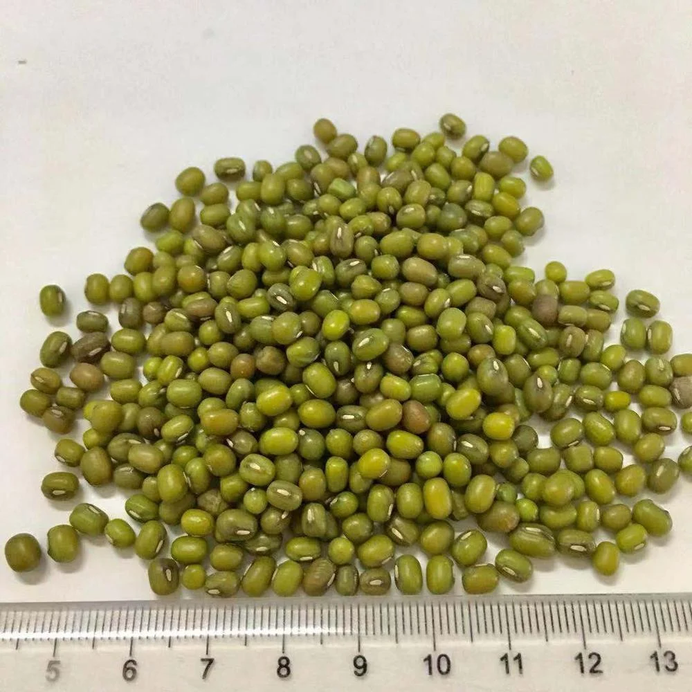 
Bulk Wholesale Green Mung Bean Seed 