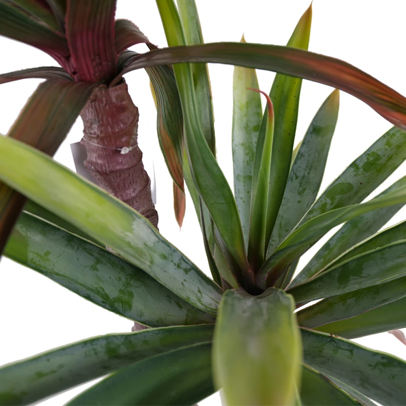 Factory supplier wholesale sisal hemp agave plants for outdoor garden decoration artificial plant tree sisalana bonsai plant