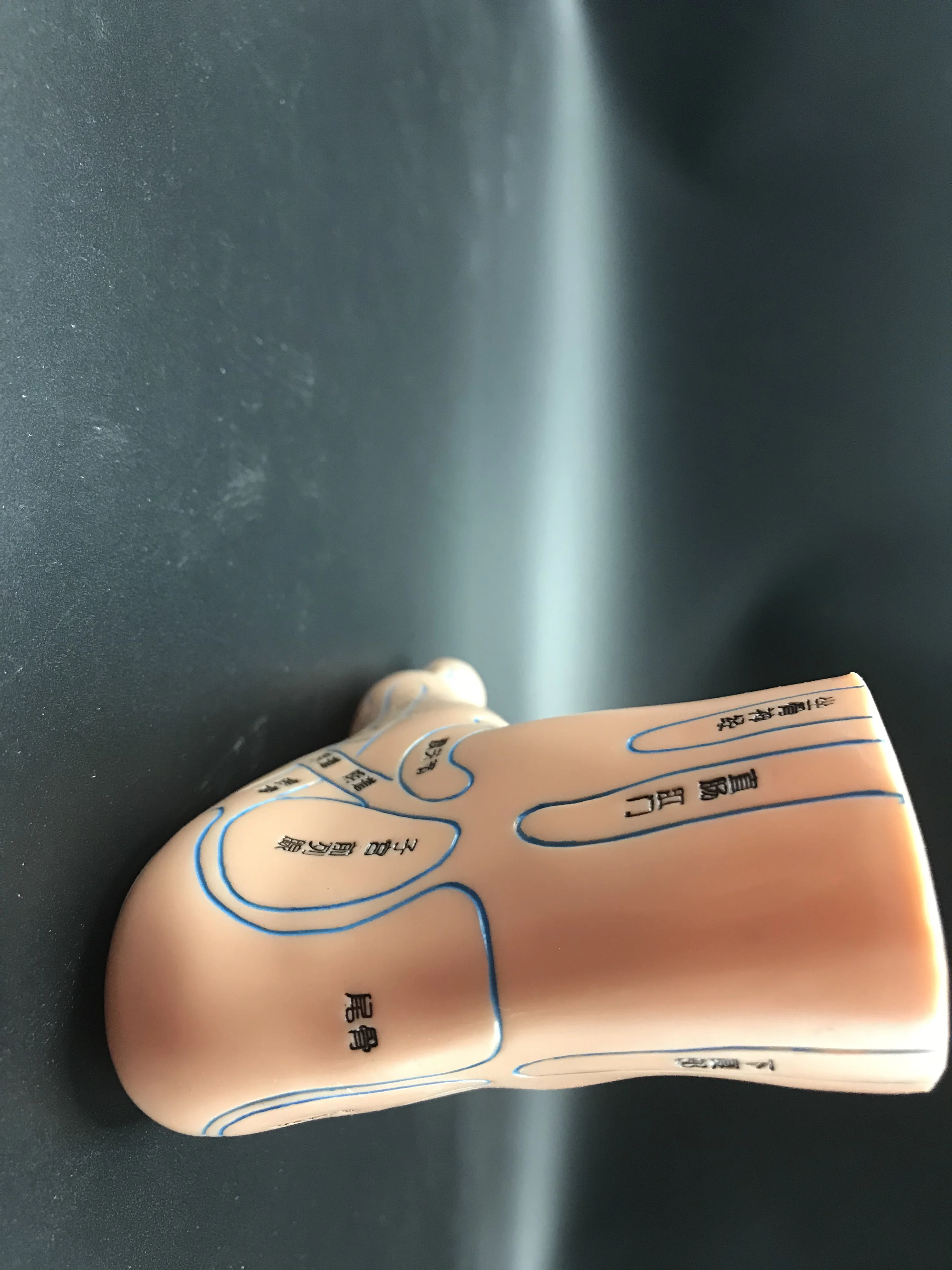 Foot Acupuncture Point Model Acupoint Teaching Right Feet Massage Area Teaching Tool Acupoint Anatomy Model