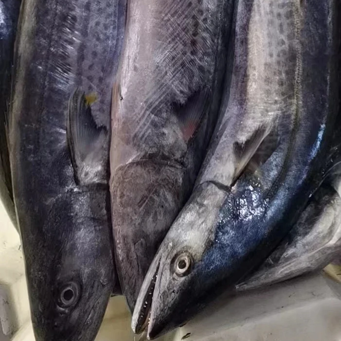 Frozen Seafood IQF Whole Round Steak Spotted Spanish Mackerel Fish
