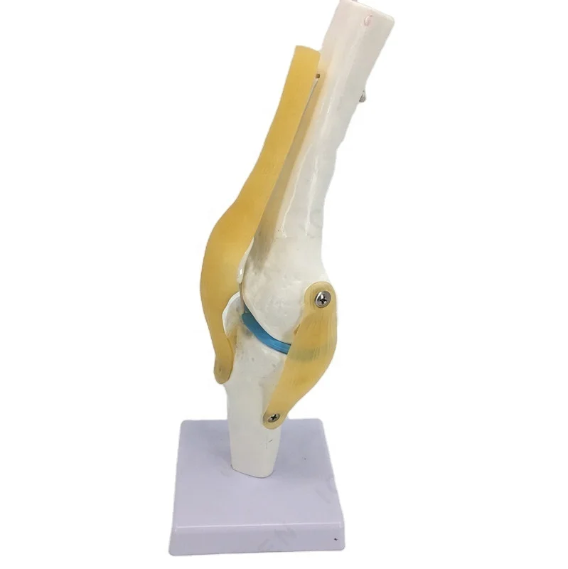 IN-M15 Plastic Elbow Joint With Ligaments,Model Of Human Knee Joint,Elbow Joint Skeleton Model