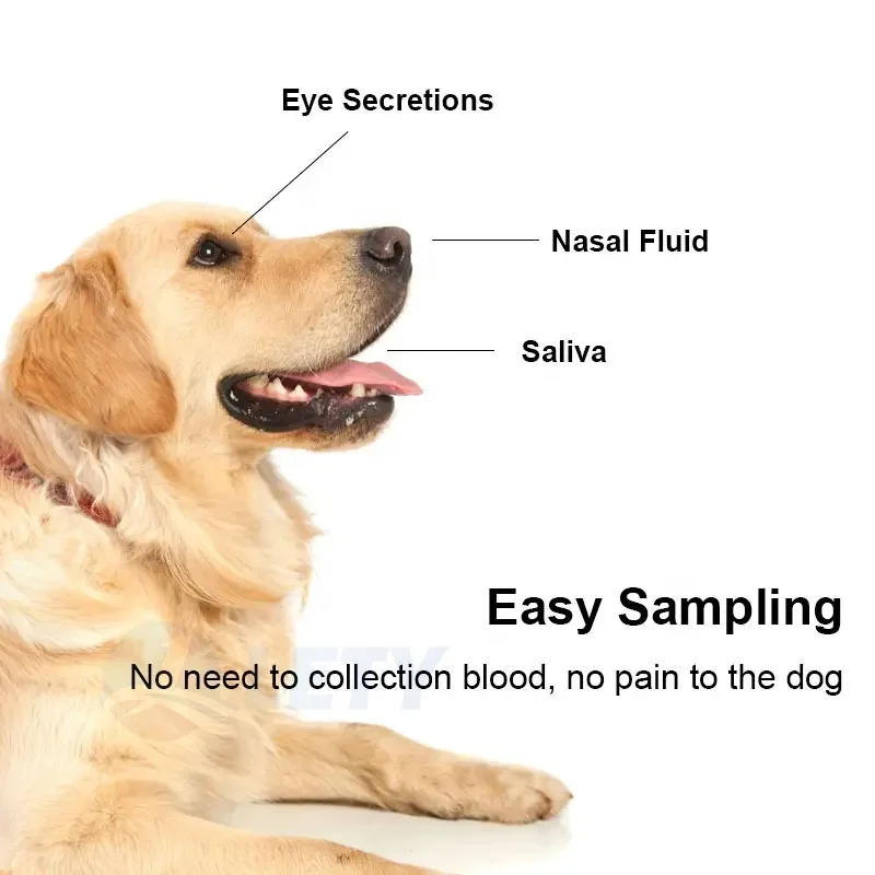 Veterinary lab quick detect Rabies Ag Rapid Test Kit Fcv Gia Fpv Test Dog Giardia Rapid Test Fcv for pet cat and dog