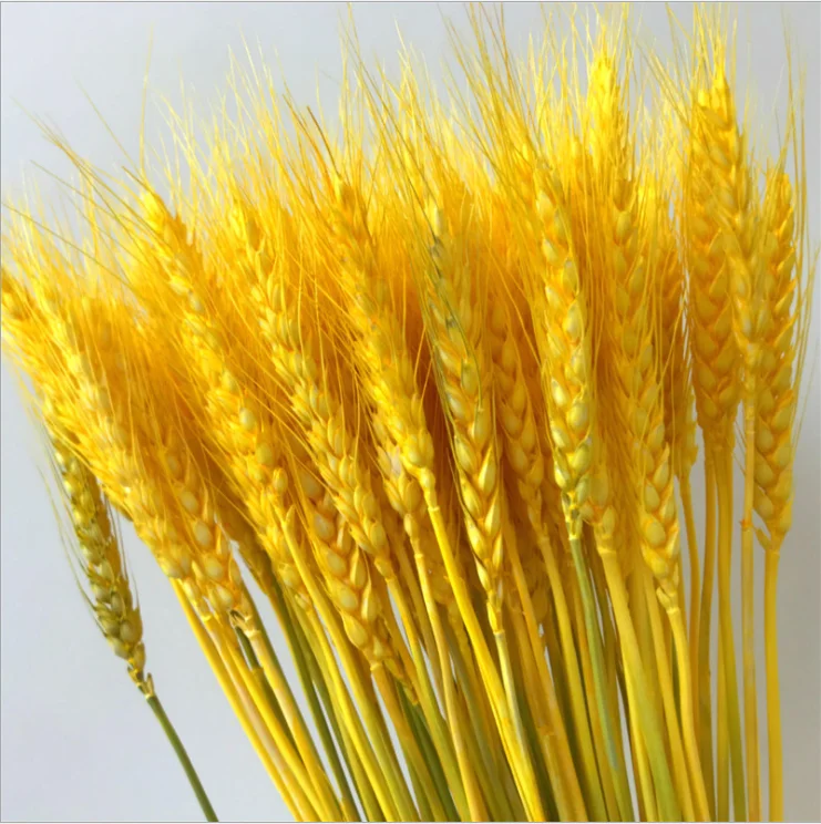 High Quality Dry Wheat Grass Wreath Natural Style Silk Flower Home Decoration Beautiful Branches Competitive Price Weddings
