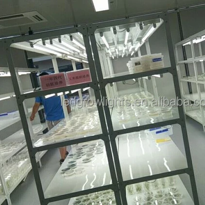 Laboratory banana flower Cold rolled steel tissue culture rack lab equipment