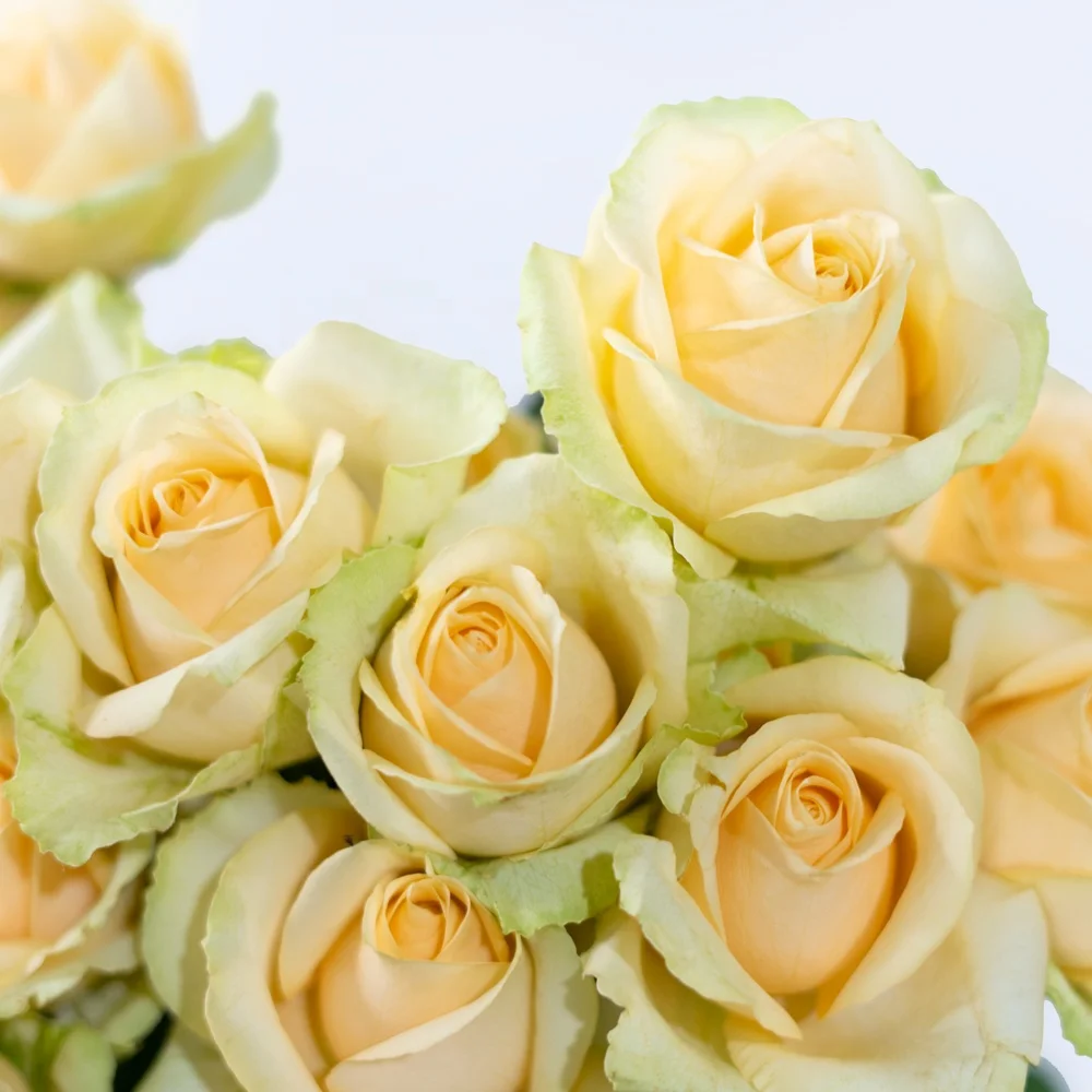 China Wholesale Long Stem Natural Bulk Fresh Cut Flowers Roses for Wedding Decoration