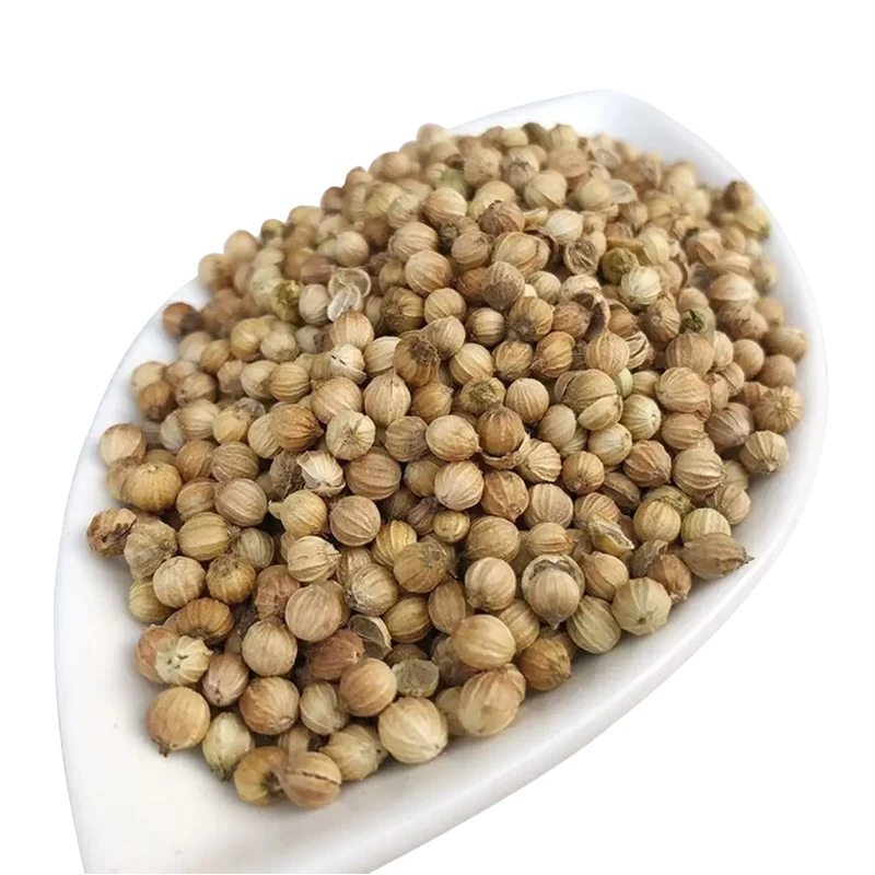 Dried coriander seeds herbs and spices best quality coriander seeds for sale