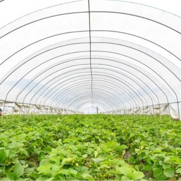 Дешевая Цена по прейскуранту завода 4 мил пластиковая пленка для теплицы огорода