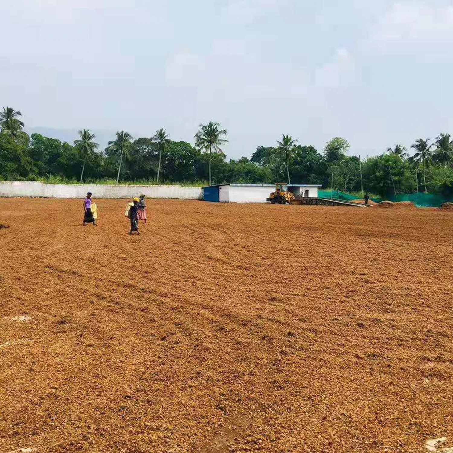 
Cocopeat Coconut Fiber Potting Soil Cocopeat Block Cocopeat Coconut Coir Coco Peat Coco Coir 