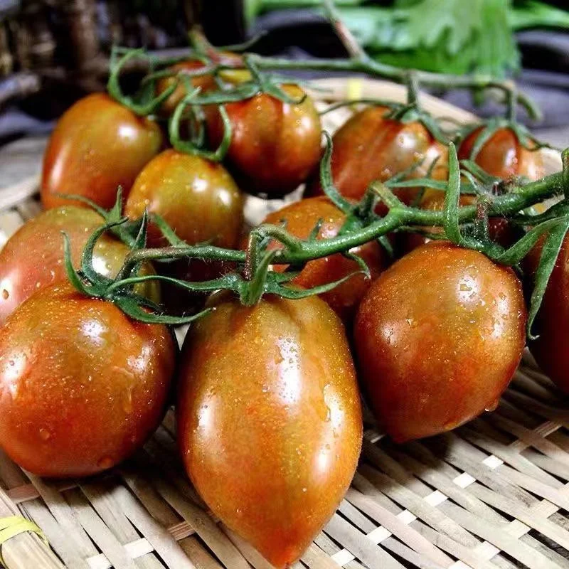 
Wholesale Chinese Semi-determinate Cherry Tomato Seed For Planting 