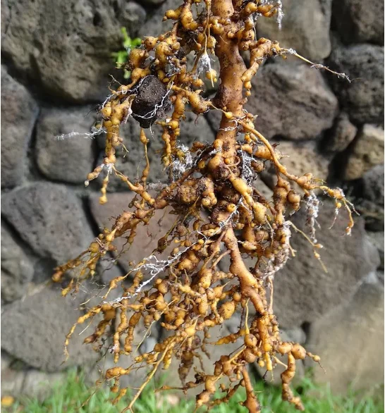 Bio pesticide with Trichoderma and Paecilomyces lilacinus for healthy root and soil