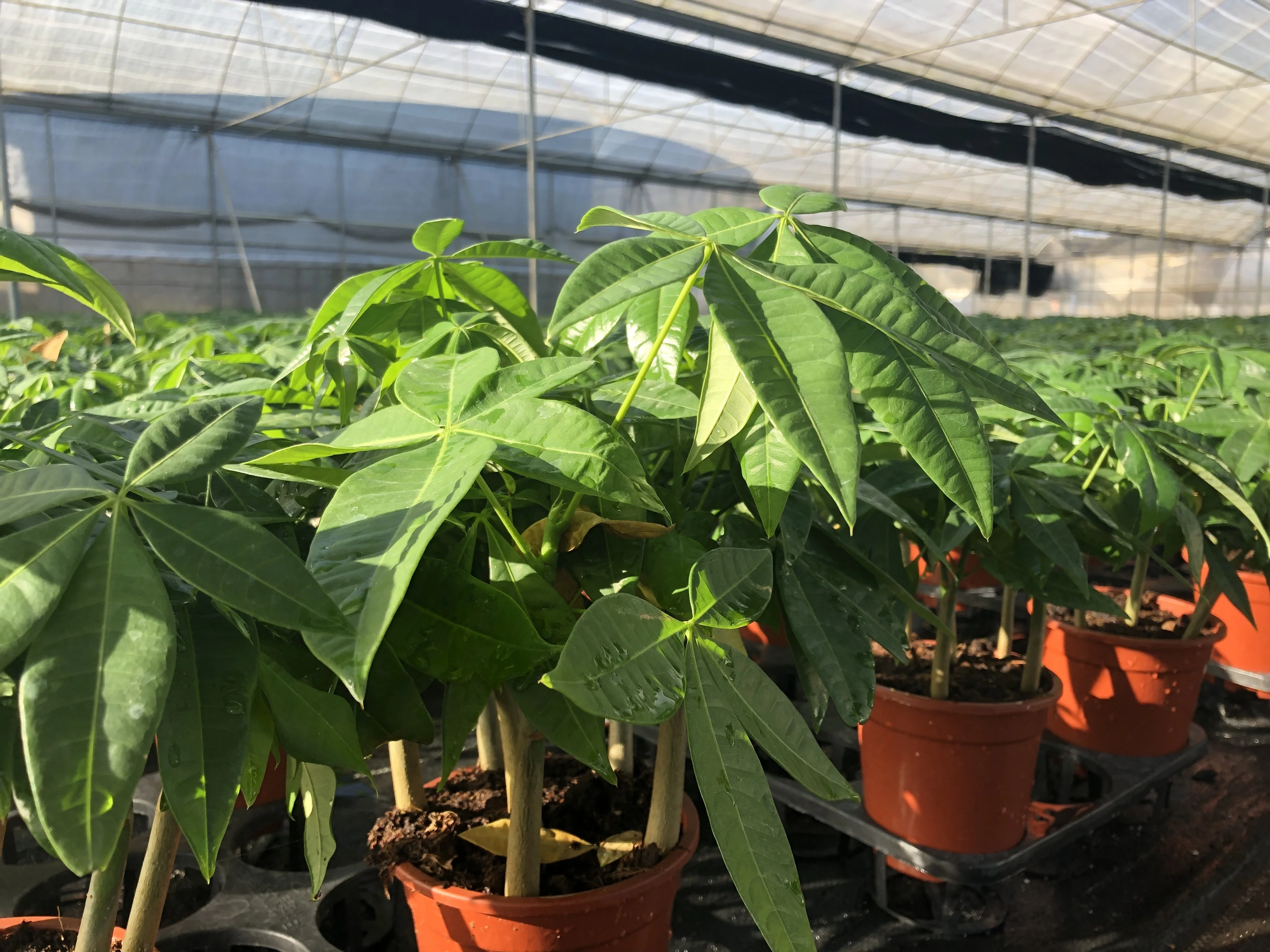 
Factory direct high-quality fortune indoor bonsai fortune tree 