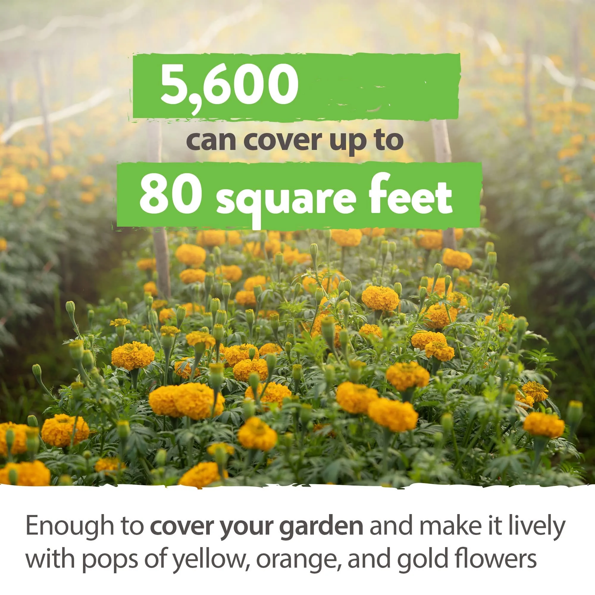 Superior Quality African Marigold Tagetes Erecta Quick-Growing Wildflower Companion Plant for Gardens Blooms Beautifully