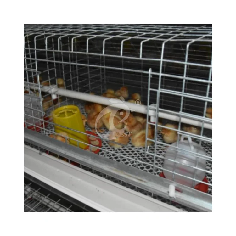 Pullet Chicken Cage H Type Chick Cage With Full Automatic Feeding Machine