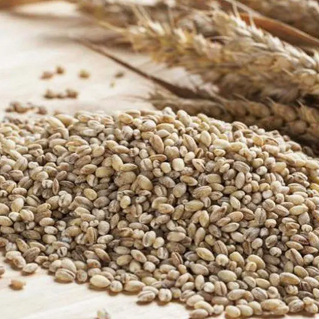 
Barley Grains Premium Barley Seeds/Animal feed barley/bulk barley grains Malted Barley Malt grain for sale Top Grade 
