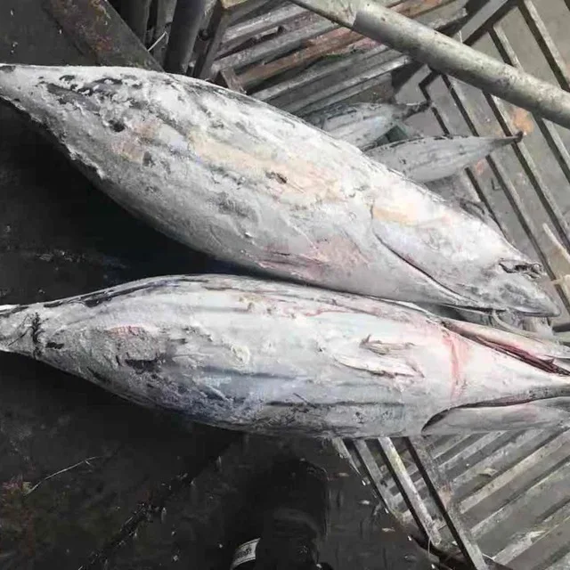 Skipjack Tuna Fish High Quality Frozen Skipjack, Albacore Tuna Frozen Bonito Skipjack Whole Round