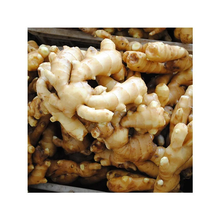 air dry  ginger export to Holland fresh ginger to USA UK UAE middle east
