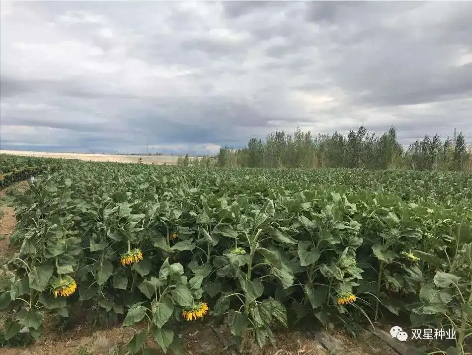 S1310 Chinese hybrid sunflower seed