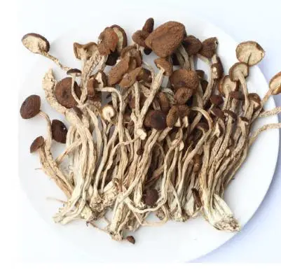 A large number of wholesale best-selling dry tea tree mushroom, edible fungi