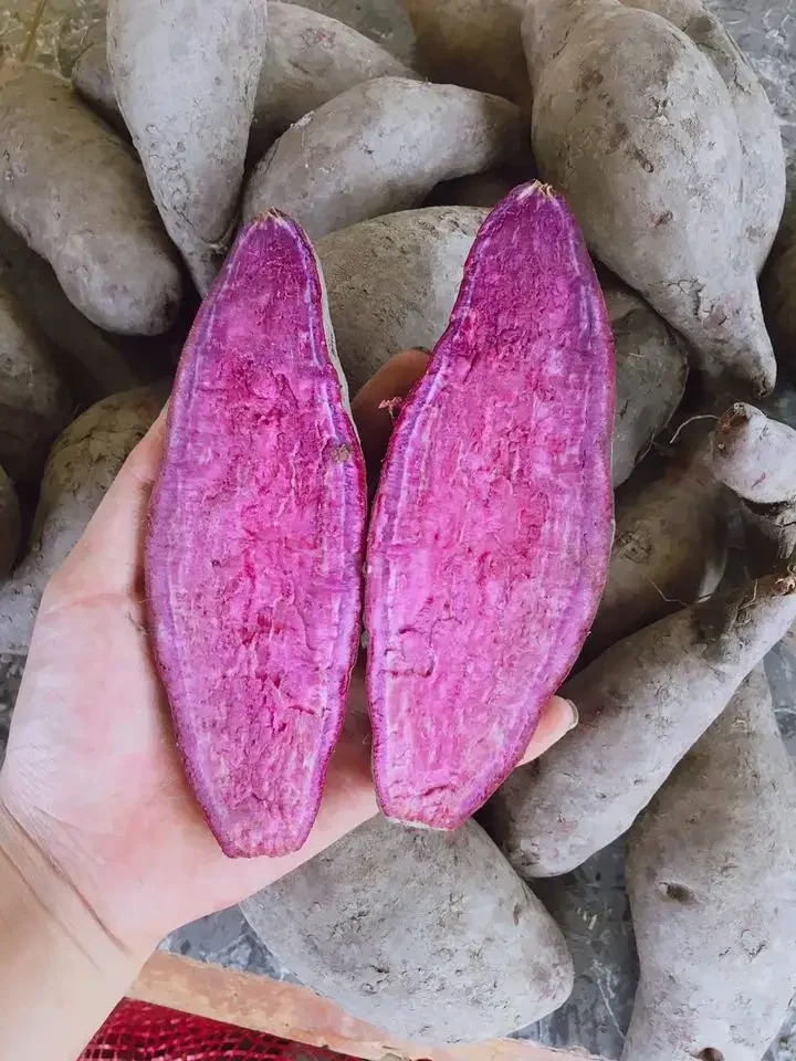 Cheap Price Purple Sweet Potato / Fresh Purple Sweet Potato