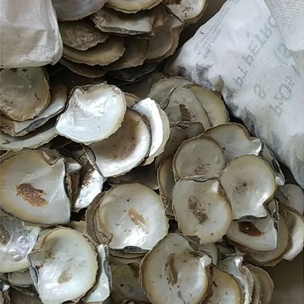 9-12cm Raw Materials Yellow MOP In Stock  Factory Price Natural Washed Yellow Mother Of Pearl