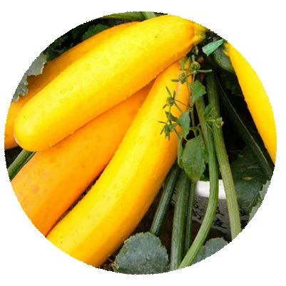 Высокопроизводительные гибридные F1 семена жёлтого цукини, семена овощей для посадки