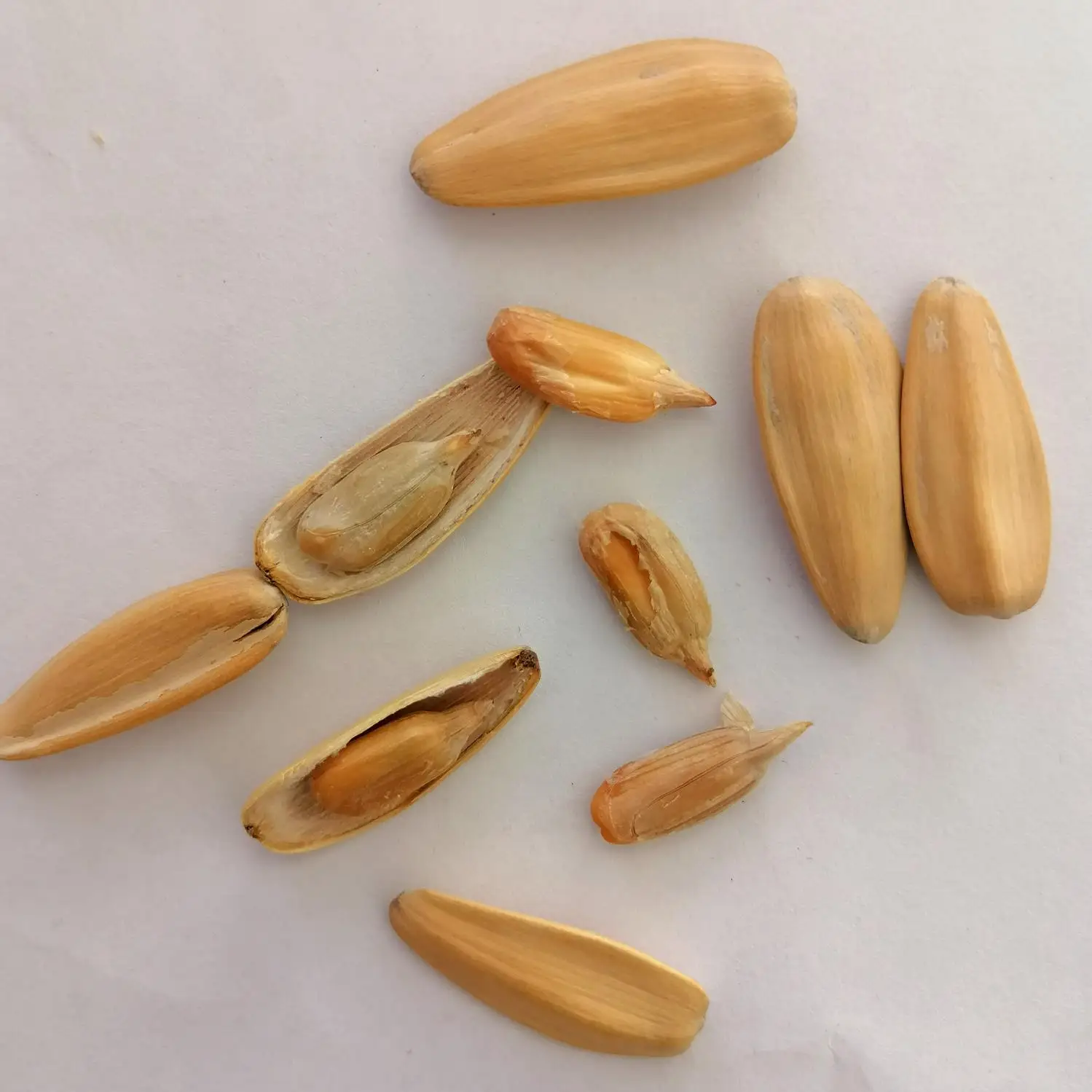 
high quality high top chinese inner mongolia original taste sunflower seeds363 361 601 5009 pumpkin seeds 
