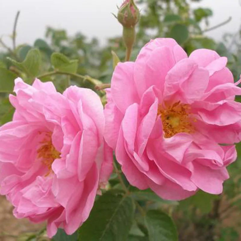 4015 Wholesale Natural Dried Damask Pink Rose Buds Tea Flavor Tea Edible Dry Rosa Damascenarose Flower