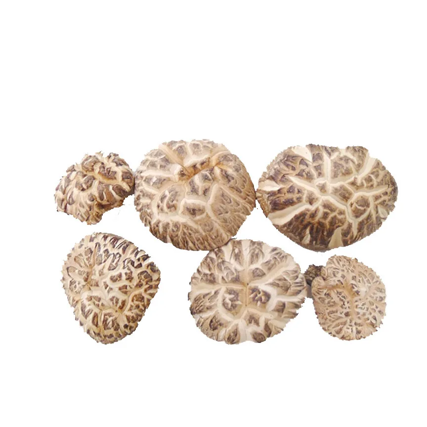 Японский необработанный дикий белый цветок donko mycelium flower shiitake