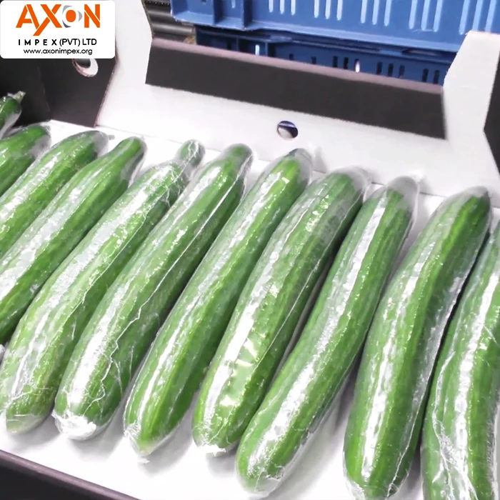 
Best Sale High Quality Competitive Price Fresh Cucumber/Seasonal cucumber/ Long cucumber 