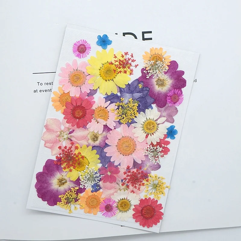 wholesale amazon hot sale high quality natural real dry pressed flowers