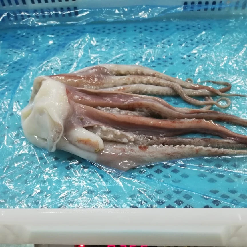 Гигантский наконечник кальмара