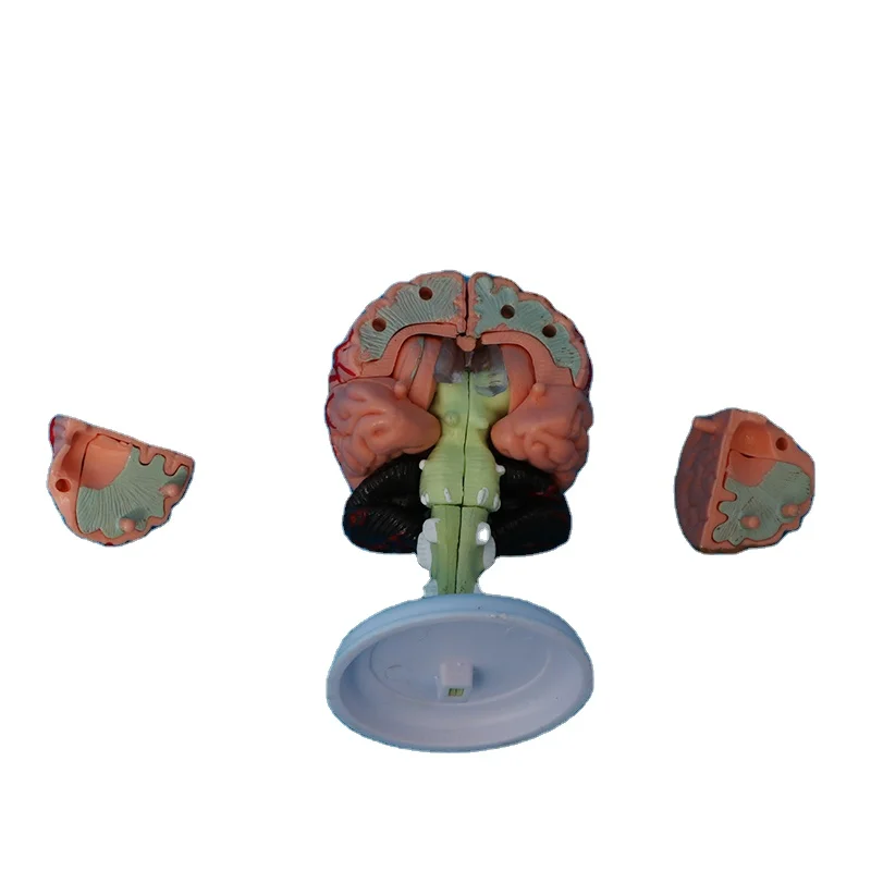 Factory human skeleton, skull, heart anatomical model, detachable brain model