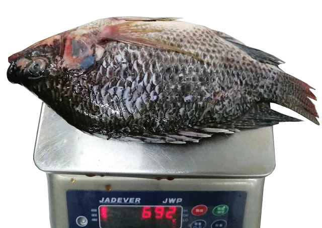 Fresh IWP Whole Cleaned Poisson Congele Tilapia Frozen Black IQF Gutted & Scaled Tilapia Price